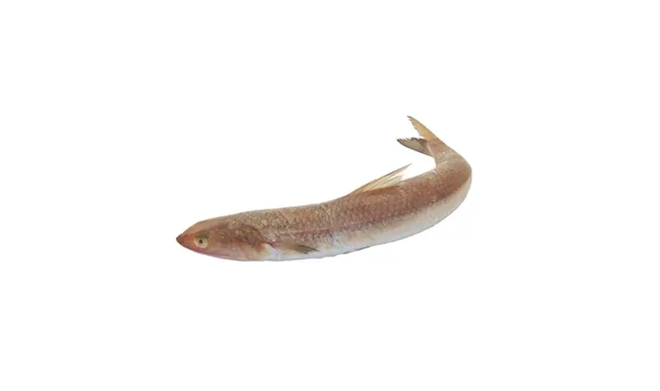 Frozen Lizard Fish