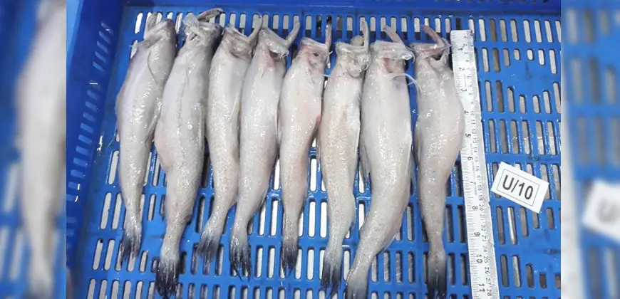 Frozen Bombday Duck Whole