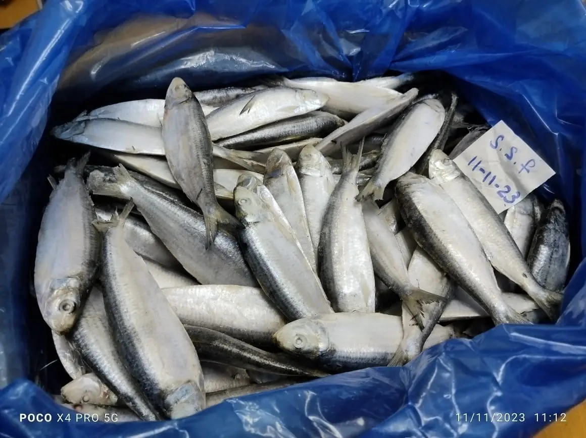 Frozen Talar fish