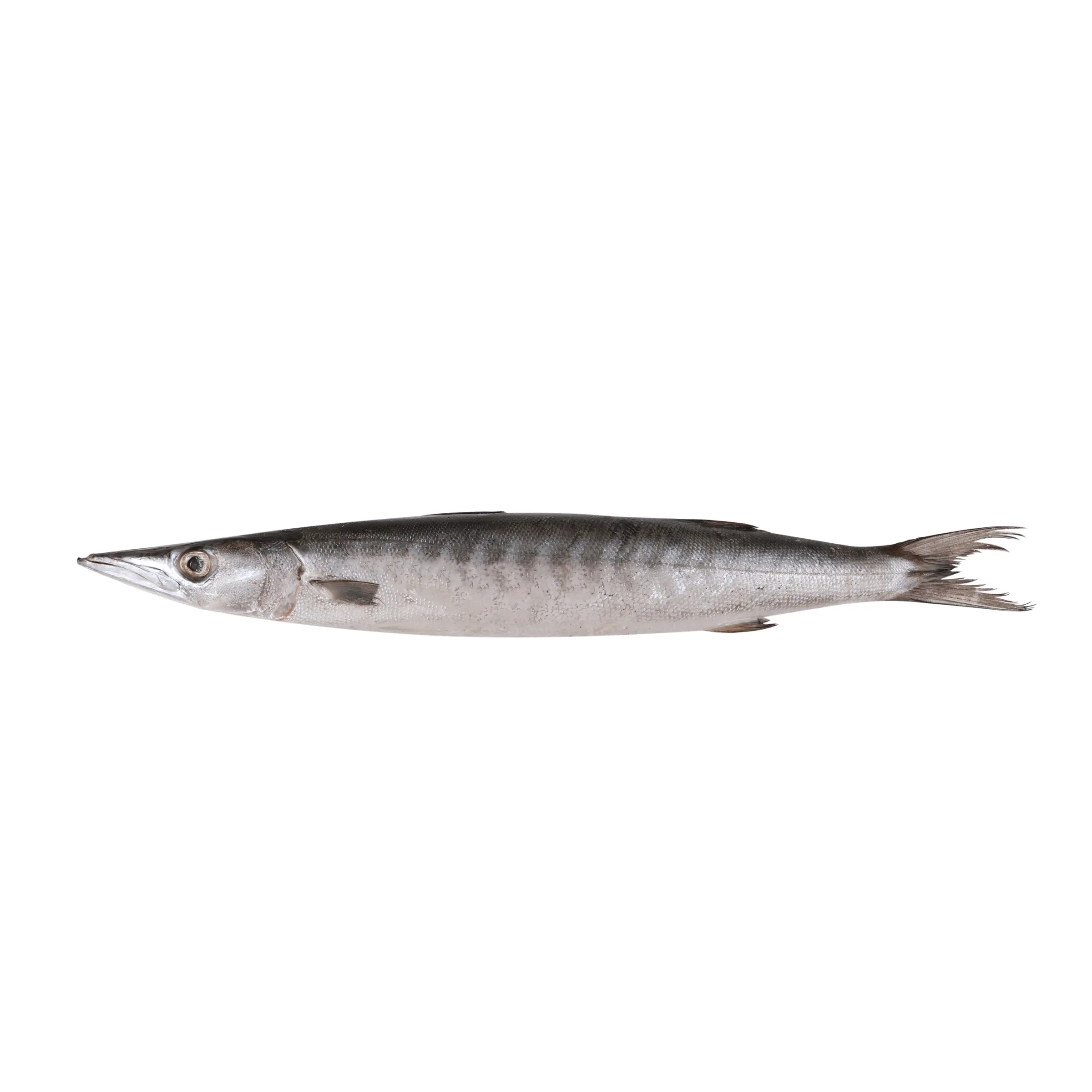 FROZEN BARRACUDA FISH