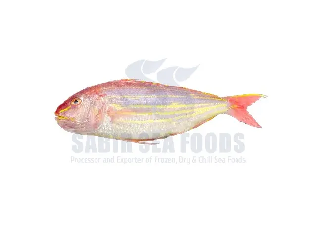 Frozen Japanese Threadfin Bream