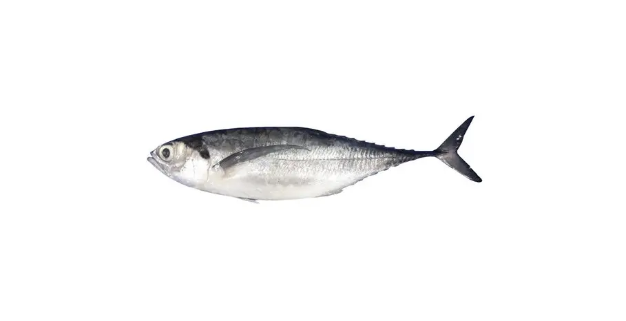 Frozen Horse Mackerel
