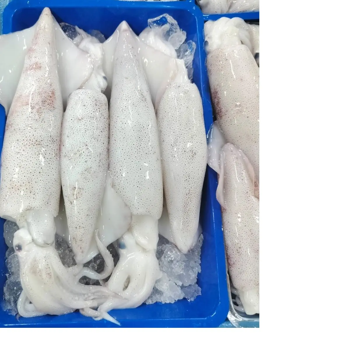 Frozen Squid whole