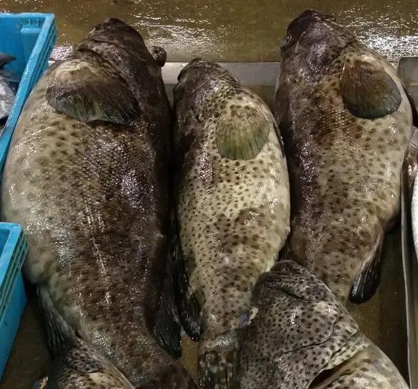 Spotted Grouper Fish