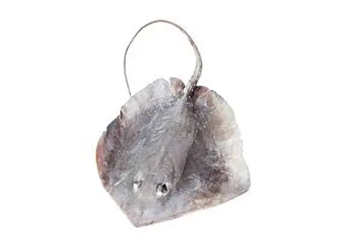 FROZEN STING RAY