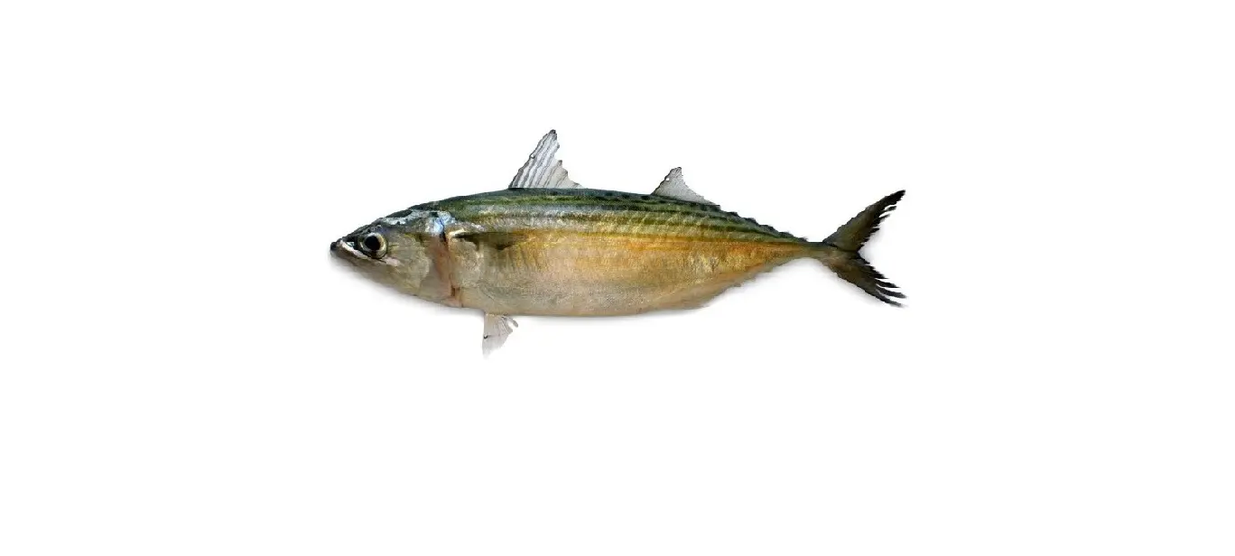 Frozen Indian Mackerel
